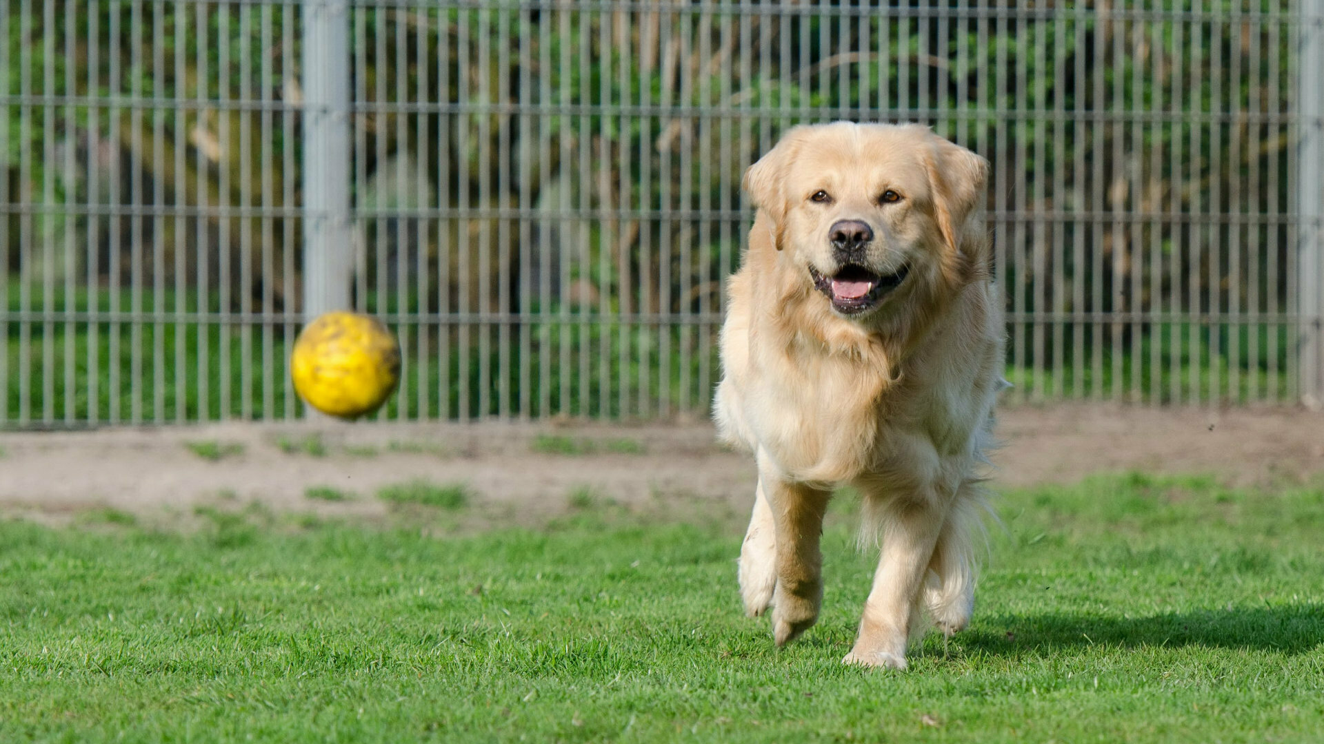  Reservatic also helps pets